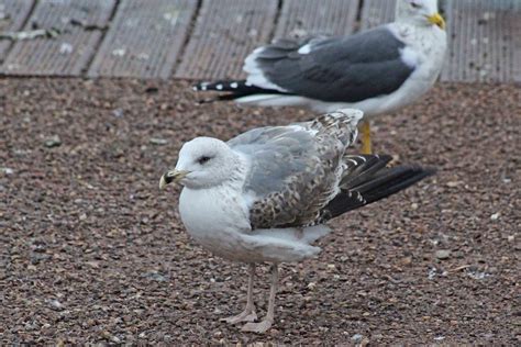 Yellow-legged gull | earthstar