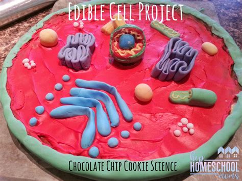 Edible Cell Project: Chocolate Chip Cookie Science | Hip Homeschool Moms