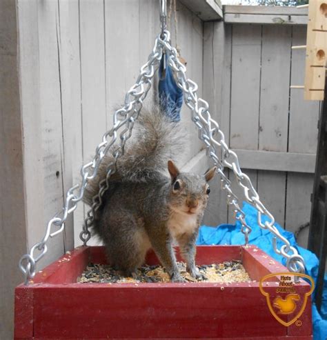 Hanging Platform Squirrel Feeder