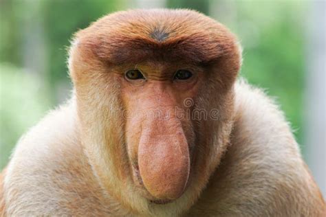 275 Ugly Monkey Stock Photos - Free & Royalty-Free Stock Photos from ...