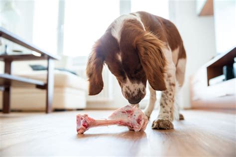 Dog Bone Safety: Can Dogs Eat Bones? | Manchester Vets