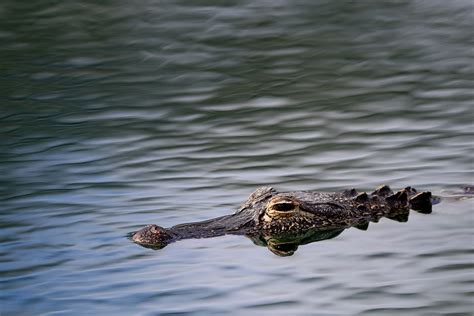 Florida Alligator Attacked 5-Year-Old Girl Swimming in Lake ...