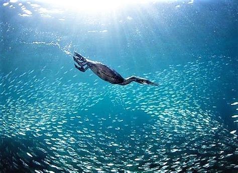 A Cormorant Diving down in La Paz, Mexico. Crotchet Patterns, Sea Birds ...