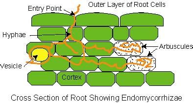 Mycorrhizae