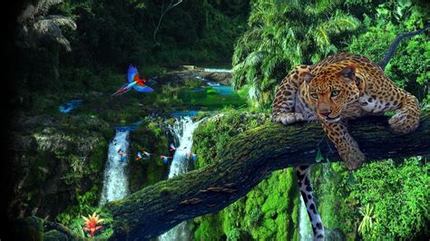 Amazon Rainforest Wallpaper (69+ images)