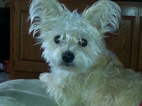 Morkie full grown | Dogs | Pinterest