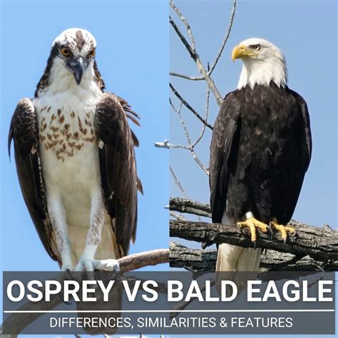 Osprey Vs Bald Eagle: We Compare These Mighty Raptors