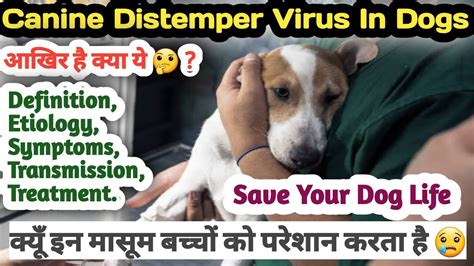 Canine Distemper Treatment || CD Treatment || Distemper In