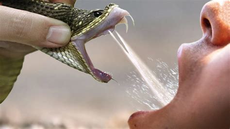 This Is Why Humans Can Drink Snakes Venom & Still Stay Alive (Photos ...