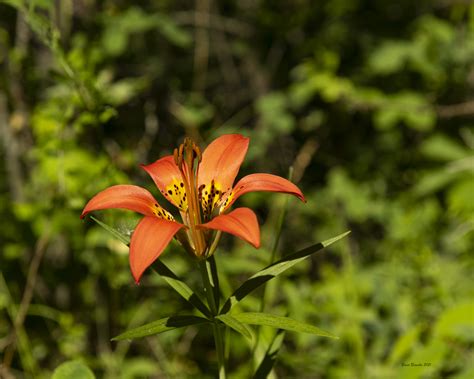 Wild Tiger Lily | Just a few of the beautiful flowers we cam… | Flickr