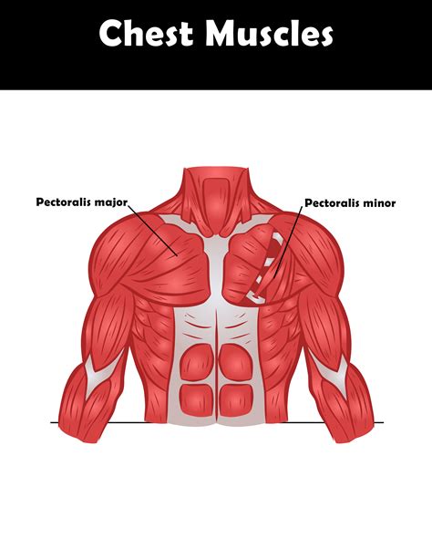 Best Chest Exercises