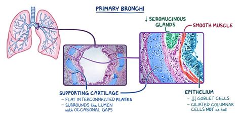 Tracheal Cartilage Histology