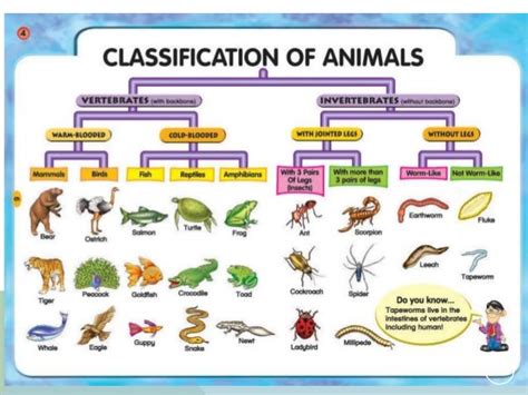 Characteristics and classification of living organisms igcse o level