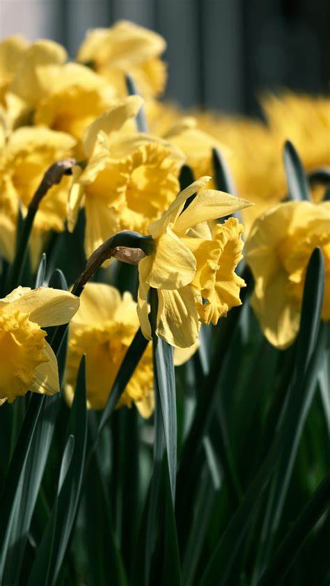 Yellow Daffodils Photos, Download The BEST Free Yellow Daffodils Stock ...