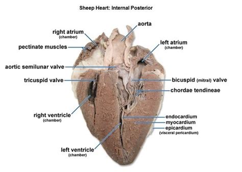 Sheep Heart Anatomy Moderator Band