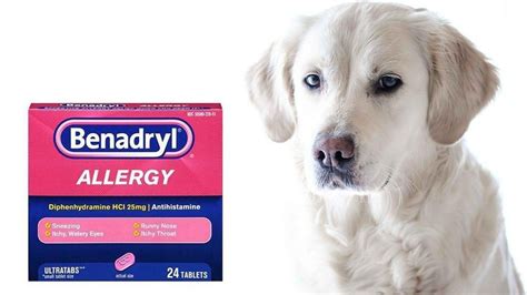 Will Benadryl Stop My Dog From Itching