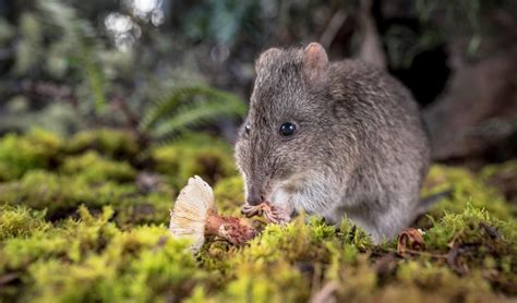 The long-nosed potoroo outsmarts and lives alongside cats - Australian ...