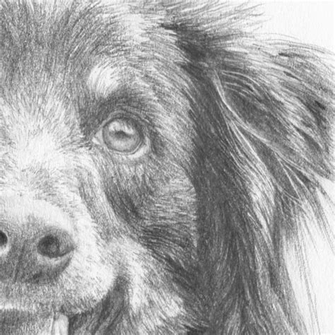 How to Draw Dogs Course - Online Art Lessons