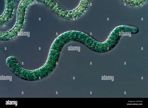 Spirulina cyanobacteria. Light micrograph of Spirulina platensis ...