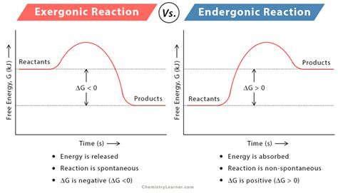 Exergonic Reaction: Definition, Equation, Graph, and Examples