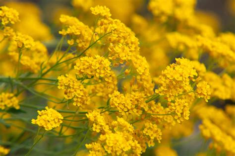 18 Varieties of Yellow-Flowering Plants