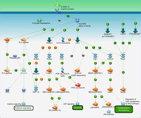 G-protein signaling - G-Protein alpha-12 signaling pathway Pathway Map ...