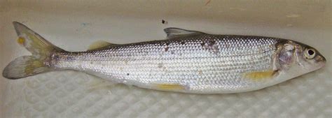 Mountain Whitefish (Prosopium williamsoni) - Species Profile