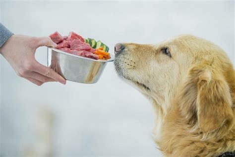 What Are The Best Chewy Dog Food Brands?