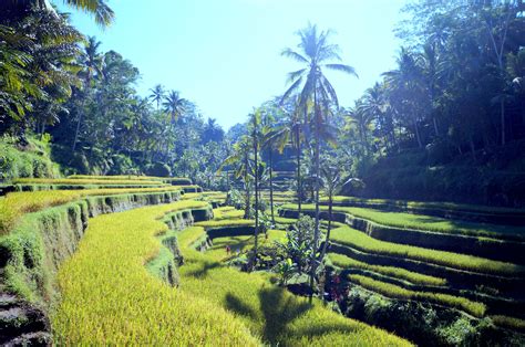 a lush green rice field with trees in the background