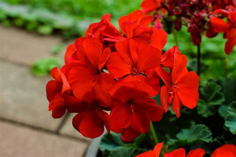 Flower, Flowers, Photo, Photography, Nature, Natural, Red, Summer ...