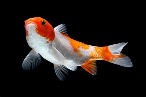 Koi Fish Care Guide - Diet, Tank Setup & More » Petsoid