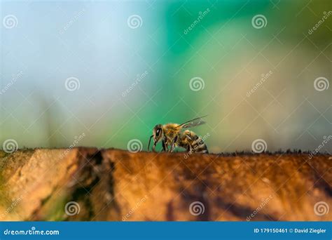 Honey Bee Macro Photography Stock Image - Image of wildlife, wing ...