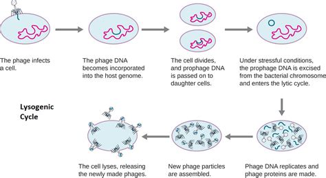 Plaque Formation Bacteriophage at Anthony Molinaro blog