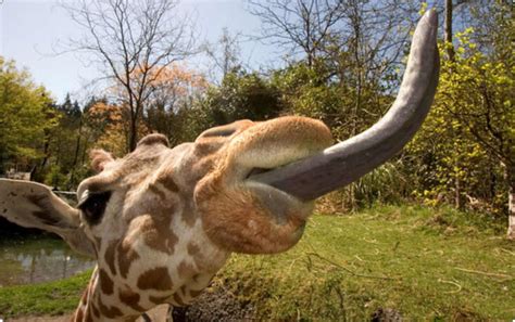 Animals Plants Rainforest: Giraffe Tongue Facts