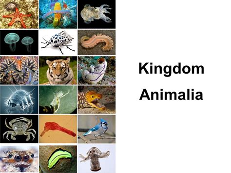 20+ Animalia Examples Pics // Best of animal2022