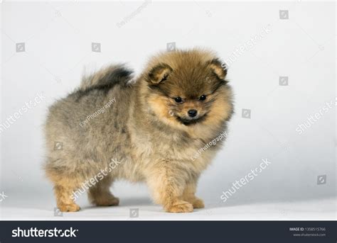 Pomeranian Baby Posing White Studio Background Stock Photo 1358515766 ...