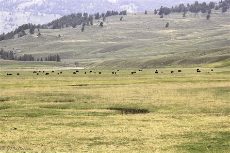 Grazing Bison Photograph by Judith Mortenson - Fine Art America