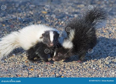 Baby Skunks Playing in the Road Stock Image - Image of mammal, baby ...