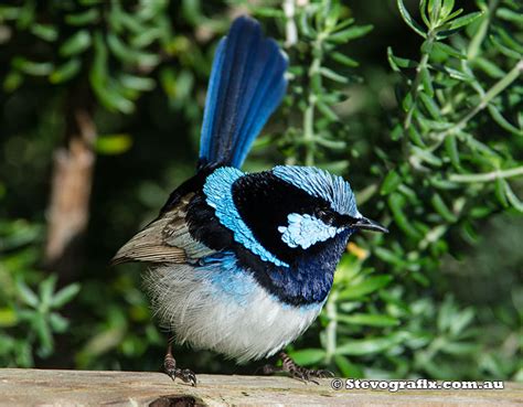 Superb Fairy-wren – Australian Birds