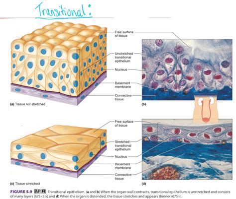 Epithelial Tissue Labeled Diagram