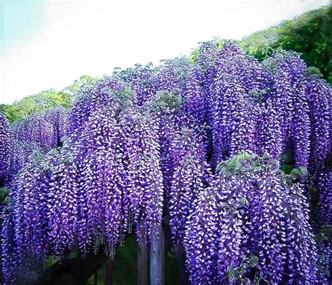 Blue Moon Wisteria For Sale | The Tree Center