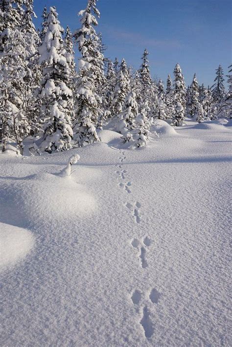 Snowshoe Hare, Snow And Ice, Nature, Outdoor, Outdoors, Naturaleza ...