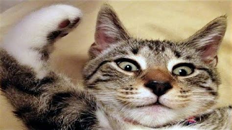 FUNNY CAT MEMES COMPILATION - One News Page VIDEO