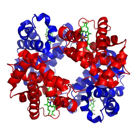 What Are Proteins? Primary, Secondary, Tertiary, and Quaternary ...