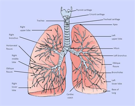 Lung Diagram Labeled | EdrawMax Template