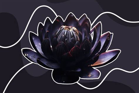 The Black Lotus: Beauty, Mystery, and Symbolic Depth - Petal Republic