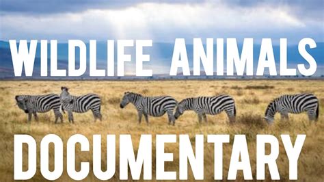 Wildlife Animals |Documentary Of Wildlife Animals |Full Documentary| # ...