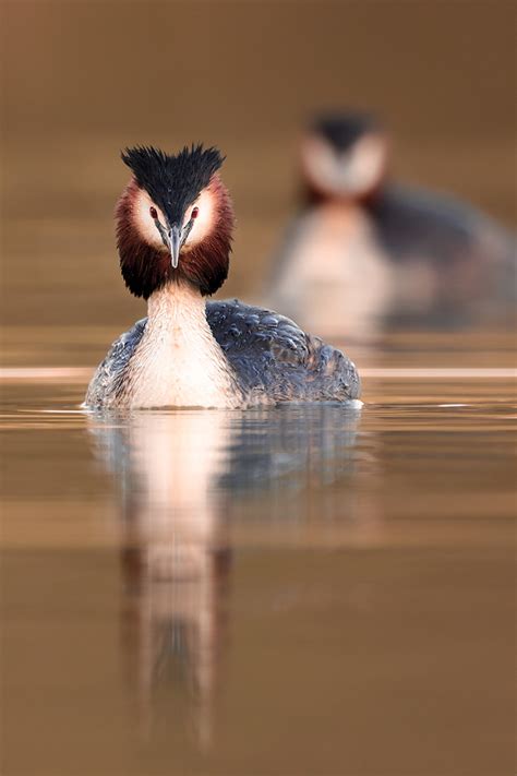 Waterfowl Photography Workshop - Francis J Taylor Photography