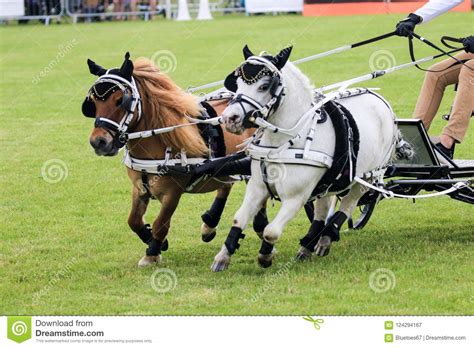 Driving Competition Horse Drawn Carriage Editorial Photography - Image ...