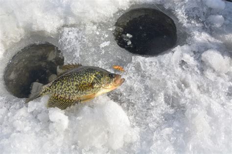 Ice Fishing For Crappie: Best Lures & Catch Tactics [2023]